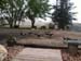 Resident Peacocks